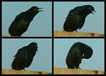 (09) crow montage.jpg    (1000x720)    241 KB                              click to see enlarged picture